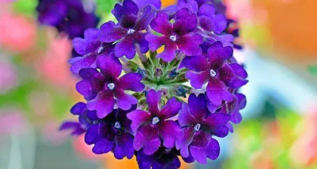 Verbena, Texas Homestead,Verbenacea hortensis, Flower Essence